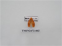 藏品(三色豔苔蛾)的圖片